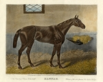 'Hannah' the champion filly of Mayer de Rothschild (1818-1874)